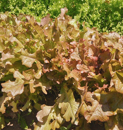 West Coast Seeds Lettuce - Red Salad Bowl