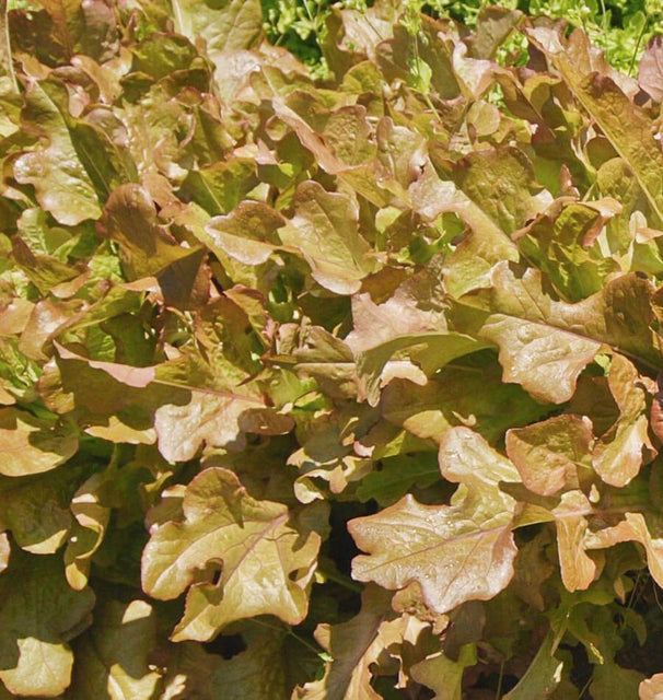 West Coast Seeds Lettuce - Red Salad Bowl