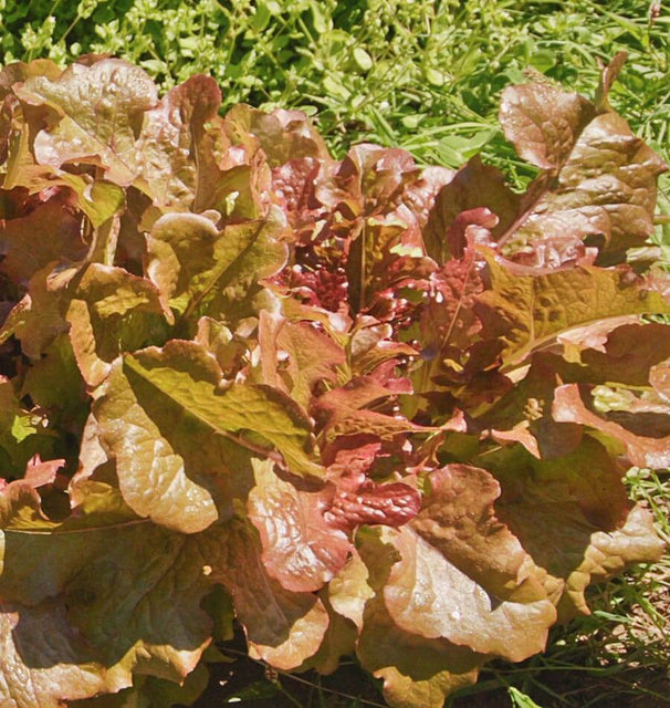 West Coast Seeds Lettuce - Red Salad Bowl