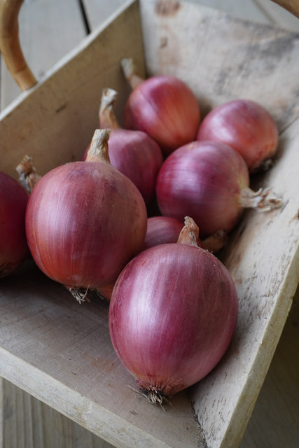 West Coast Seeds Onions - Blush F1