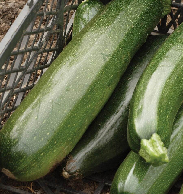 West Coast Seeds Squash - Black Beauty