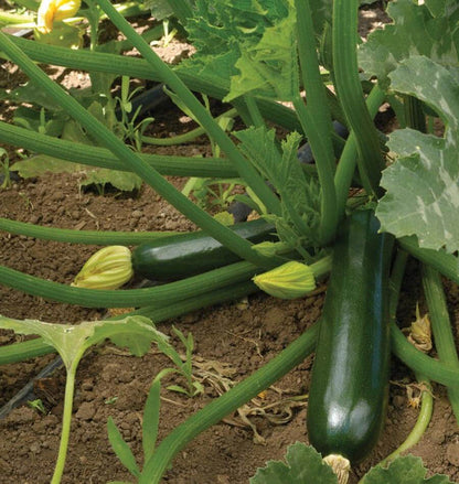 West Coast Seeds Squash - Black Beauty