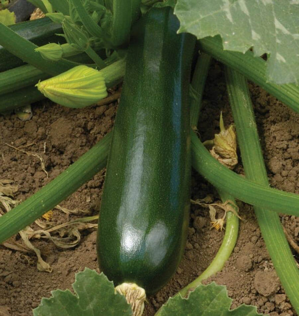 West Coast Seeds Squash - Black Beauty