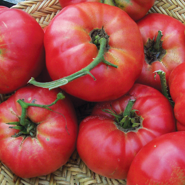 West Coast Seeds Tomatoes - Mortgage Lifter Organic