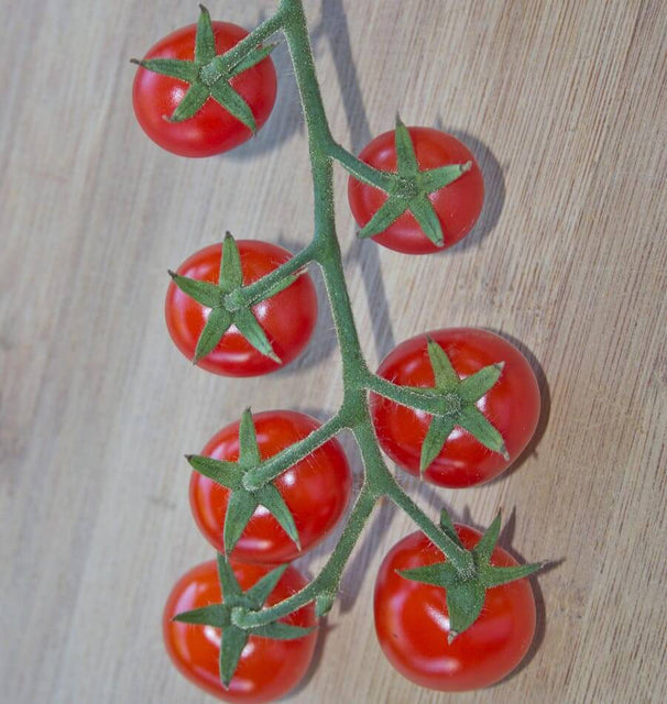 West Coast Seeds Tomatoes - Sakura Organic