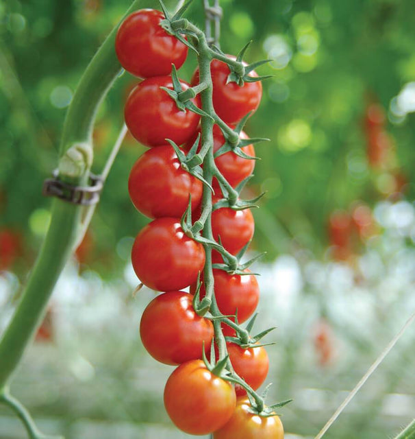 West Coast Seeds Tomatoes - Sakura Organic